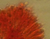 Mycena quiniaultensis image