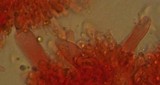 Mycena quiniaultensis image