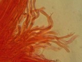Mycena quiniaultensis image