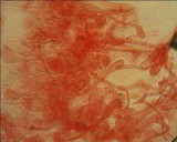 Mycena quiniaultensis image