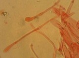 Mycena quiniaultensis image