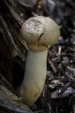Boletellus dissiliens image