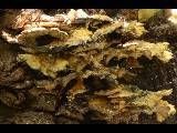Antrodiella zonata image