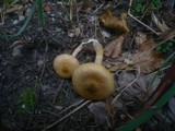 Armillaria gallica image