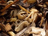 Peziza vesiculosa image