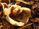 Peziza vesiculosa image