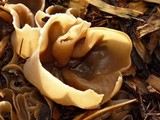 Peziza vesiculosa image