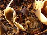 Peziza vesiculosa image