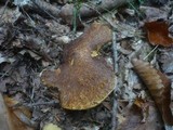 Suillus cavipes image