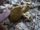 Suillus cavipes image
