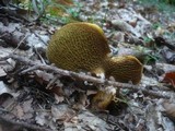 Suillus cavipes image