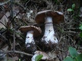 Cortinarius caerulescens image