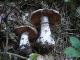 Cortinarius caerulescens image