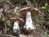 Cortinarius caerulescens image