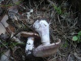 Cortinarius caerulescens image