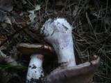 Cortinarius caerulescens image