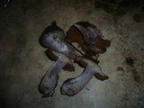 Cortinarius caerulescens image