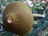 Xerula furfuracea image