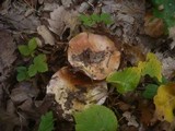 Cortinarius cupreorufus image