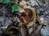 Cortinarius purpureus image