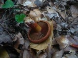 Cortinarius purpureus image