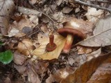 Cortinarius purpureus image