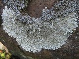 Xanthoparmelia conspersa image