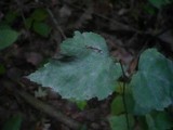 Erysiphe ornata image