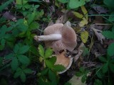 Hebeloma sacchariolens image