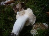 Hygrophorus poetarum image