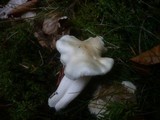 Hygrophorus poetarum image