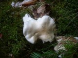 Hygrophorus poetarum image