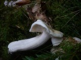 Hygrophorus poetarum image