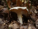 Hygrophorus poetarum image