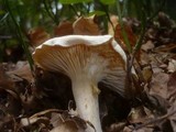 Hygrophorus poetarum image