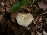 Hygrophorus poetarum image