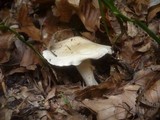 Hygrophorus poetarum image