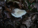 Hygrophorus poetarum image