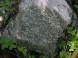 Xanthoparmelia conspersa image