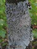 Punctelia subrudecta image