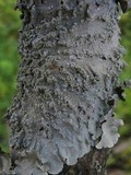 Punctelia subrudecta image