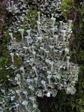 Cladonia carneola image