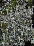 Cladonia carneola image