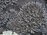 Phaeophyscia hispidula image