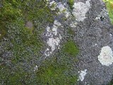 Phaeophyscia hispidula image