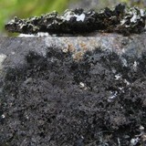 Phaeophyscia hispidula image