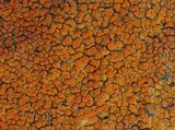 Caloplaca flavovirescens image