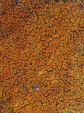 Caloplaca flavovirescens image