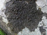 Collema subnigrescens image