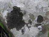 Collema subnigrescens image